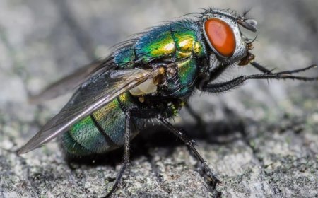 Could Flies Be Affecting Your Sleep Quality?