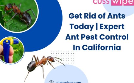 Get Rid of Ants Today | Expert Ant Pest Control in California