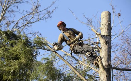 Safe & Affordable Tree Removal | CCR Mitigation Pros