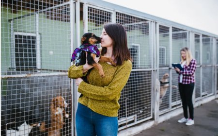 Support for Local Animal Shelters | Pro American Roofing