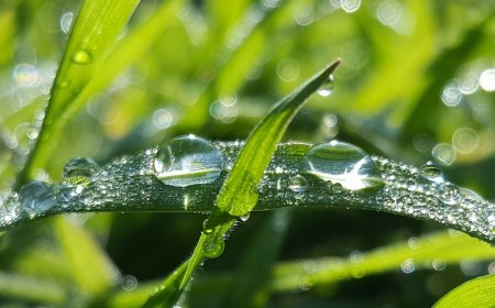 Dew Point Calculator | A Comprehensive Guide to Measuring Atmospheric Moisture